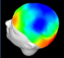 Mapa del cerebro humano