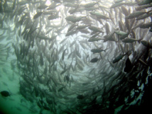 Caballas. Foto: Pilar Caballas. Foto: Pilar