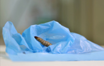 El gusano sobre plástico.Andrés Díaz/CSIC El gusano sobre plástico.Andrés Díaz/CSIC