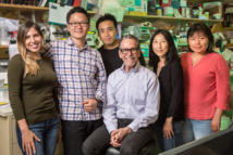 El equipo autor de esta investigación (de izquierda a derecha): Wanda Waizenegger, Weiwei Fan, Ryan Lin, Ronald Evans, Ruth Yu y Mingxiao He. Credit: Salk Institute