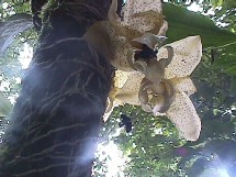 Abejas polinizando una orquídea. Costa Rica