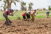 Plantación de maiz en Mali, coincidiendo con la estación de lluvias. Foto: Francesco Fiondella/International Research Institute for Climate and Society, Columbia