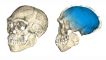 Reconstrucción de los fósiles de Homo Sapiens hallados en Marruecos.Philipp Gunz, MPI EVA Leipzig Reconstrucción de los fósiles de Homo Sapiens hallados en Marruecos.Philipp Gunz, MPI EVA Leipzig