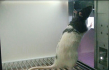 La rata toca el estímulo táctil que aparece en la pantalla del iPad. El estímulo se genera mediante un patrón cerebral cognitivo de la rata. Foto: División de Neurociencias (UPO) y Neuro-Com (UAB).