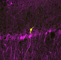 Neurona del hipocampo (en amarillo) cuya actividad eléctrica fue aislada durante consolidación de la memoria. CSIC