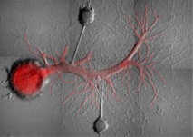 Borrando recuerdos dolorosos. Universidad McGill Borrando recuerdos dolorosos. Universidad McGill