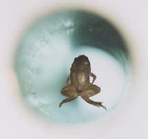 Levitación de una rana