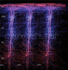 Actividad del neocortex del cerebro controlada por neuronas inhibidoras. Fuente: Blue Brain Project; Escuela Politécnica Federal de Lausana (Suiza).