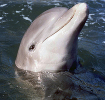 El delfín Natua. Fuente: Universidad de Búfalo.
