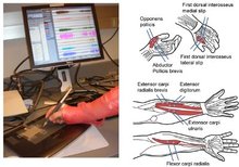 Crean un software que reconoce la escritura a partir de señales nerviosas
