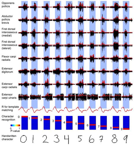 Crean un software que reconoce la escritura a partir de señales nerviosas