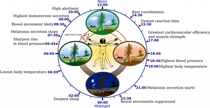 Reloj biológico humano.Autor: YassineMrabet. Wikimedia Commons.