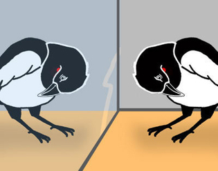 Urracas tratando de quitarse la marca que se han visto en el espejo. Oliver Wrobel. PlosBiology. Urracas tratando de quitarse la marca que se han visto en el espejo. Oliver Wrobel. PlosBiology.