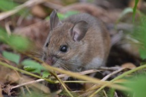 Foto: Universidad McGill Foto: Universidad McGill