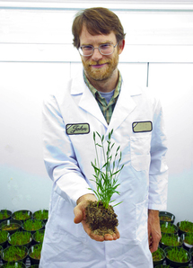 El genoma de esta hierba podría abrir un nuevo campo para el desarrollo de los biocombustibles. Imagen: DOE/Joint Genome Institute.