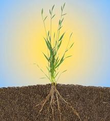 Brachypodium Distachyon podría servir como modelo genético a aplicar en otras hierbas y variedades vegetales. Imagen: DOE/Joint Genome Institute.