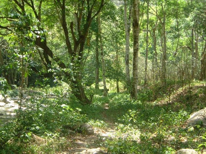 El sector forestal español demanda la gestión sostenible de los bosques