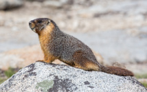 Ejemplar de marmota de vientre amarillo. Foto: Photo by DAVID ILIFF. License: CC-BY-SA 3.0.