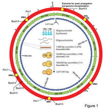 Esquema del ensamblaje del genoma de la Mycoplasma mycoides JCVI-syn1.0. Imagen: Science/SINC