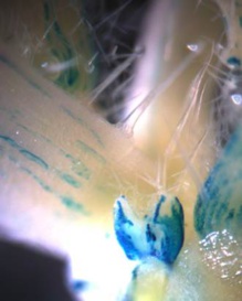 Yema axilar (primordio de rama), donde se acumula el gen TIE1 (en azul) impidiendo la acción del gen BRANCHED1. / Pilar Cubas, CNB-CSIC. Yema axilar (primordio de rama), donde se acumula el gen TIE1 (en azul) impidiendo la acción del gen BRANCHED1. / Pilar Cubas, CNB-CSIC.