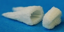 Molde o andamiaje para la formación del diente en el interior de la boca, gracias a la proliferación de células madre. Fuente: Universidad de Columbia.