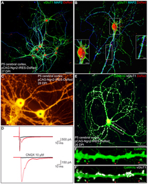 Reprogramación de neuronas que da origen a otras neuronas. Fuente: PLoS Biology
