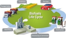 El nuevo enfoque en la utilización de la biomasa podría desembocar en la obtención de biogasolina con aplicación en el transporte comercial. Imagen: Virginia Tech.