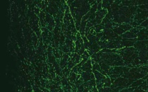 Mapa de las conexiones de retroalimentación en el cerebro. Foto: Marques et alia. Mapa de las conexiones de retroalimentación en el cerebro. Foto: Marques et alia.