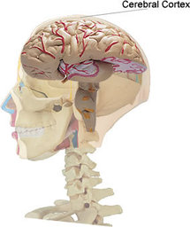 Localización de la corteza cerebral. Fuente: Wikimedia Commons.