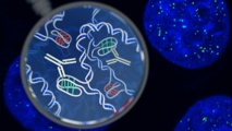 Recreación artística de la nueva estructura "i-Motif" descubierta dentro de las células humanas. Las fluorescencias verdes indican su localización. Chris Hammang.