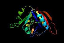Visualización en 3D de una proteina mutante utilizada en la investigación. Fuente: Universidad de Duke