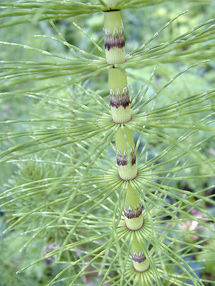 Segmentación también en la vida vegetal. Fuente: Wikimedia Commons.