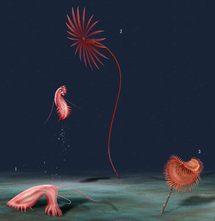 Vida marina Vida marina