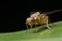 La mosca del descubrimiento. Foto: McGill University.