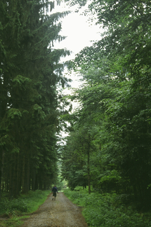 Se confirma el binomio bosques-salud. Foto: YMM