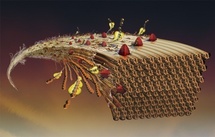 La nueva enzima podría llegar a revolucionar el campo de los biocombustibles. Imagen: Gustav Vaaje-Kolstad.