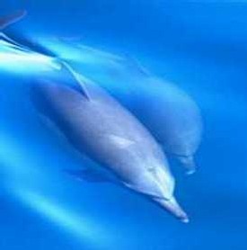 Apareamiento de delfines