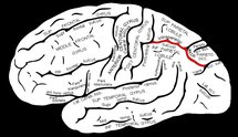 En rojo, área cerebral relacionada con las capacidades matemáticas. Fuente: Wikimedia Commons.
