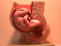 Detalle de feto en vientre materno. Fuente: Imageafter.