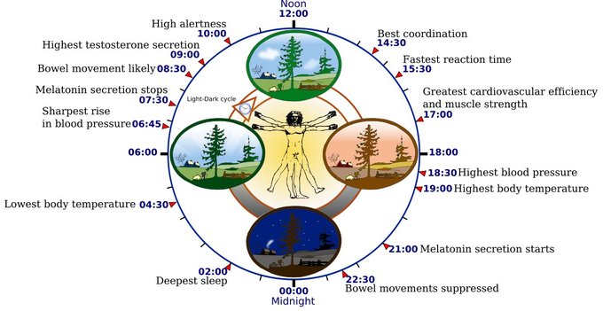 Representación de los ritmos circadianos regulados por el reloj biológico humano. Yassine Mrabet