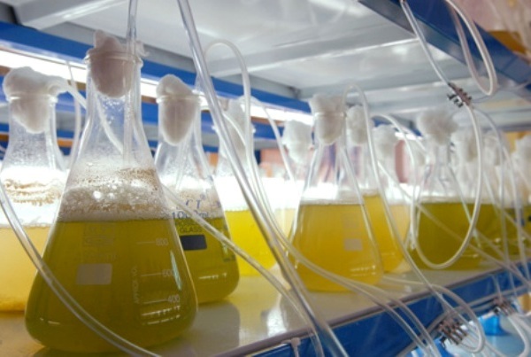 Microalgas para biocombustibles. Fuente: Boeing