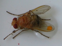 Ormia ochracea, la mosca parasitaria que podría propiciar un importante avance en el terreno de las comunicaciones y la electrónica. Imagen: people.uleth.ca