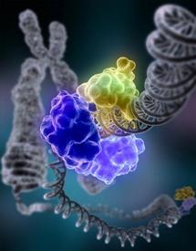 El proyecto ENCODE publica una nueva guía para leer el genoma humano. Fuente: National Institutes of Health