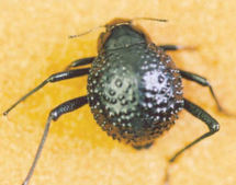 Stenocara gracilipes, o “escarabajo de Namibia”. Imagen: photodexury.com