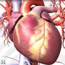 Corazón en 3D. Fuente: www.healthline.com