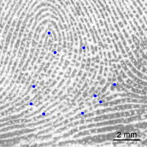 Huella dactilar de un niño de 12 años con los rasgos específicos en azul. Fuente: Universidad de Göttingen.