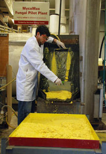 Un técnico trabaja en la planta piloto empleada para optimizar el proceso MycoMeal. Imagen: Jeni Maiers / Center for Crops Utilization Research.