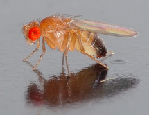 Los experimentos han sido realizados con moscas Drosophila. Fuente: Wikimedia Commons.