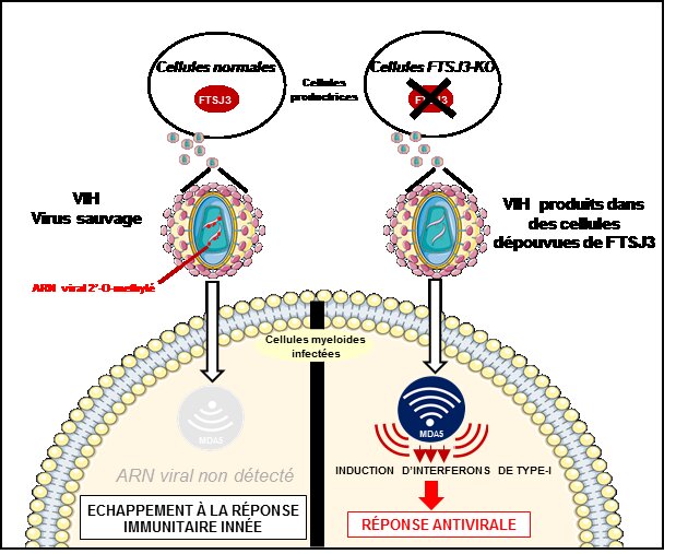 A la izquierda, el VIH escapa a la respuesta inmunitaria innata gracias a la enzima FTSJ3. A la derecha, respuesta antiviral hacia el virus en células desprovistas de FTSJ3. Imagen: Inserm.