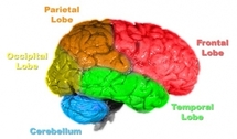 Nuevo avance en la investigación de imágenes cerebrales. Fuente: www.everystockphoto.com